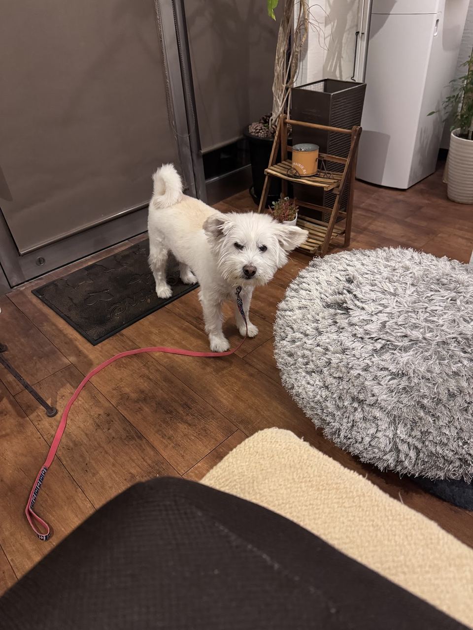 室内にいる小型犬