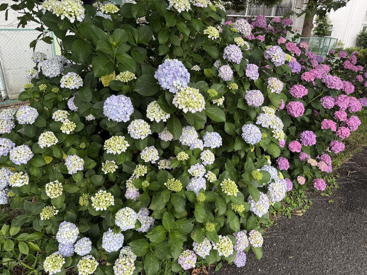 葉の間に大きく咲く紫のアジサイ